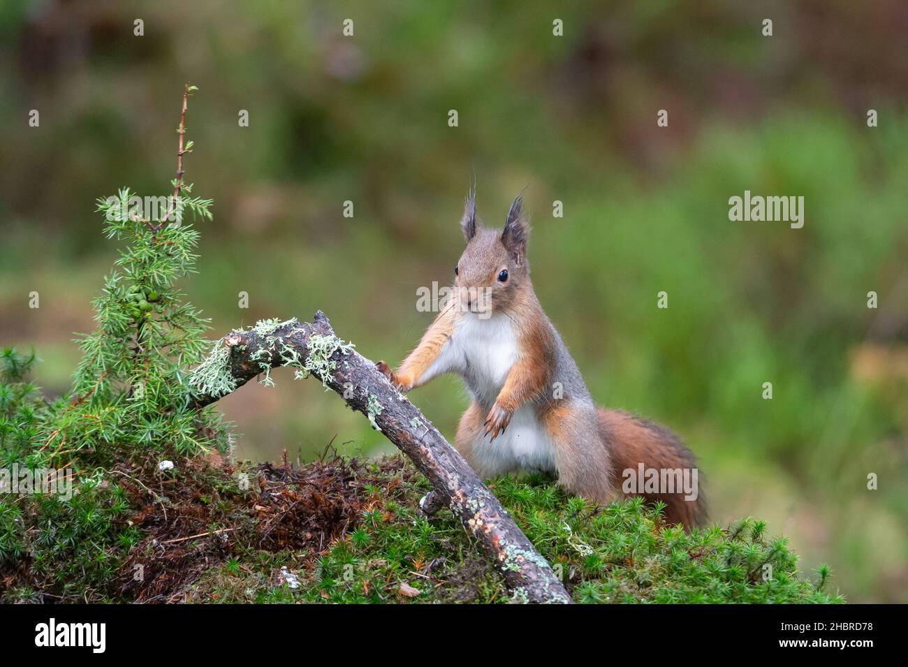 Portraitfotografie eines niedlichen Eichhörnchens im Wald. Geringe Schärfentiefe, verschwommener, bokeh-Hintergrund mit Platz für Text, Kopierbereich. Stockfoto