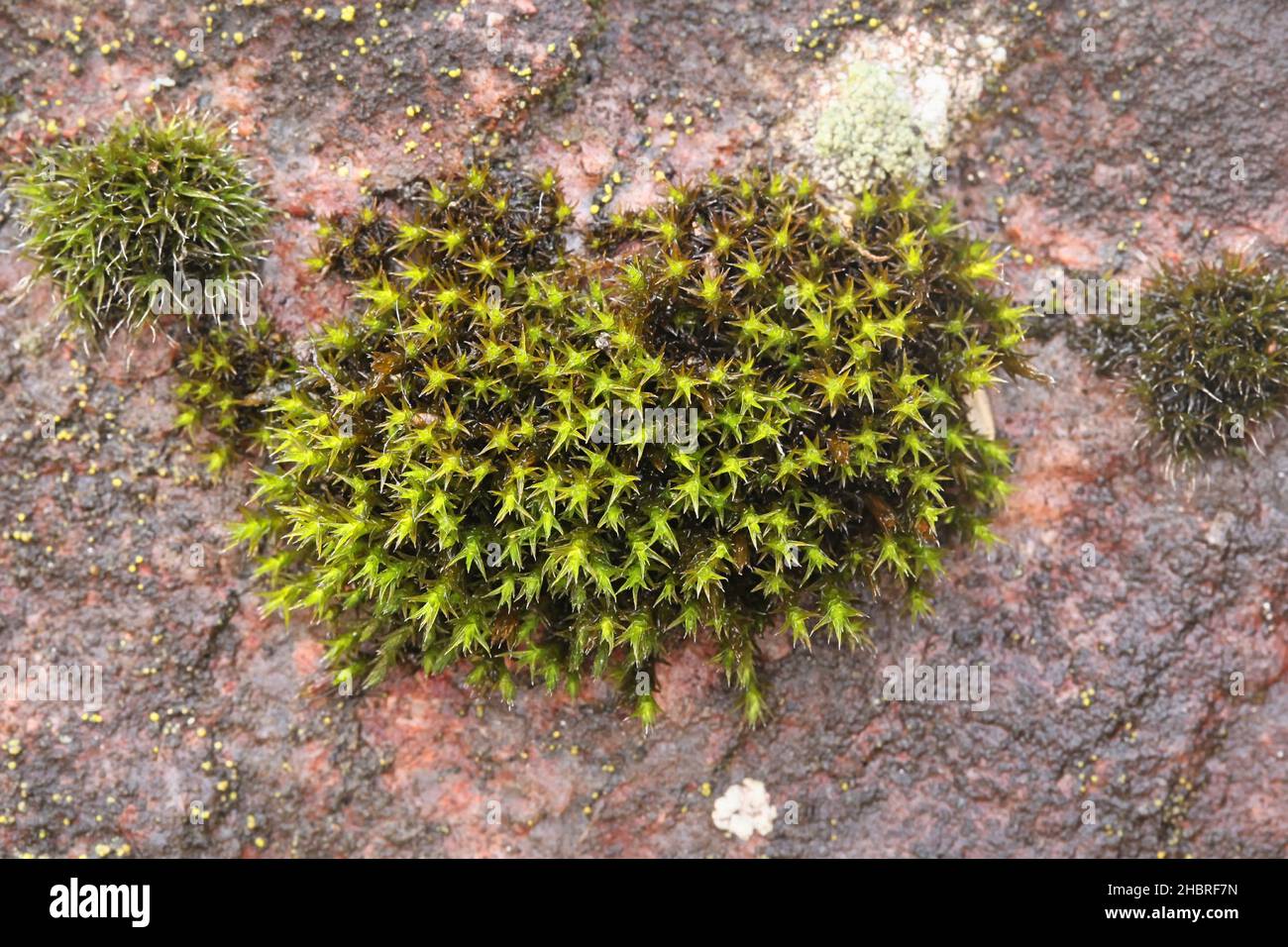 Andreaea rupestris, allgemein bekannt als schwarzes Felsmoos oder Felsmoos, wächst auf Granitgestein Stockfoto