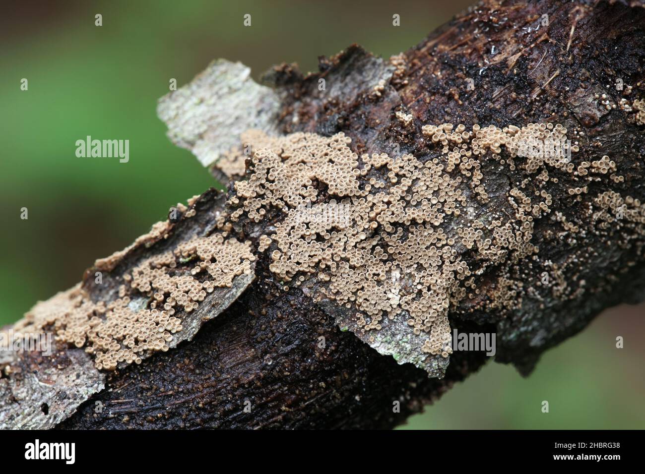 Merismodes anomala, ein kleiner schalenförmiger Cyphelloidpilz aus Finnland, der keinen gemeinsamen englischen Namen hat Stockfoto