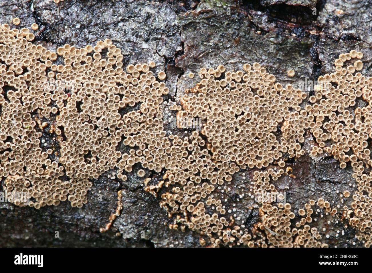 Merismodes anomala, ein kleiner schalenförmiger Cyphelloidpilz aus Finnland, der keinen gemeinsamen englischen Namen hat Stockfoto