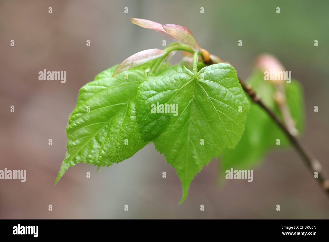 Tilia cordata, bekannt als kleinblättrige Lime, kleinblättrige Linden oder kleinblättrige Linden, frische Blätter im Frühjahr Stockfoto