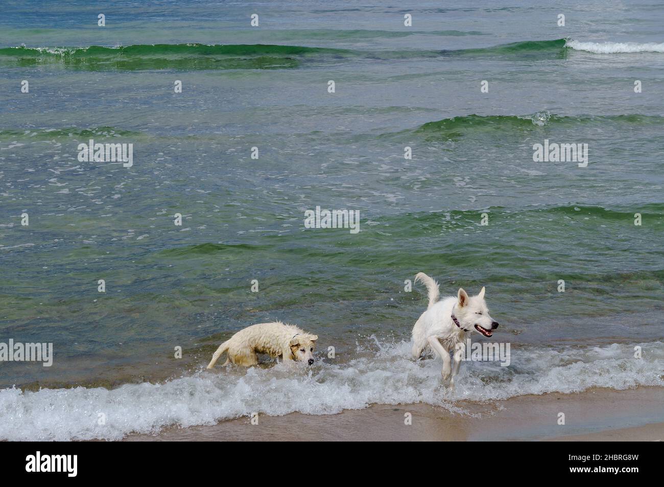 Haustiere tummeln sich am Meer. Hunde spielen am Strand. Stockfoto