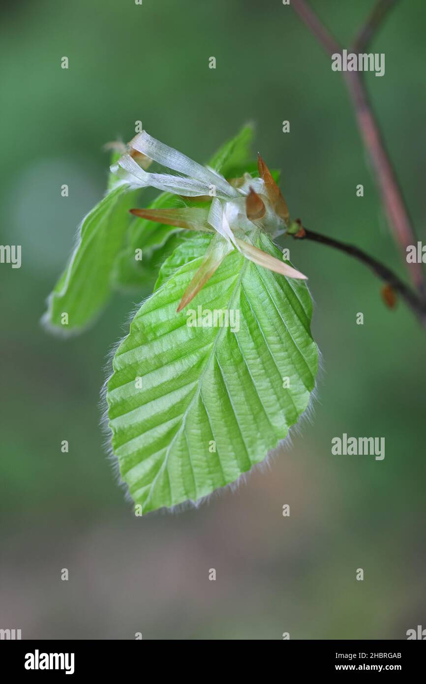 Fagus sylvatica, bekannt als europäische Buche oder gemeine Buche, Nahaufnahme neuer Blätter Stockfoto