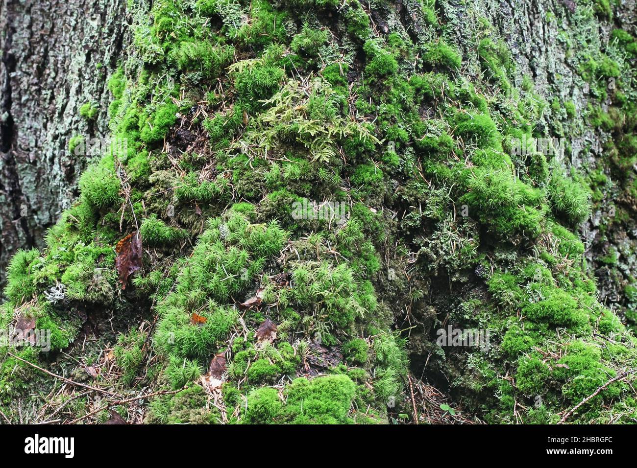 Moosbedeckter Stamm und Wurzeln der Norwegenfichte, alter Wald im Naturzustand Stockfoto