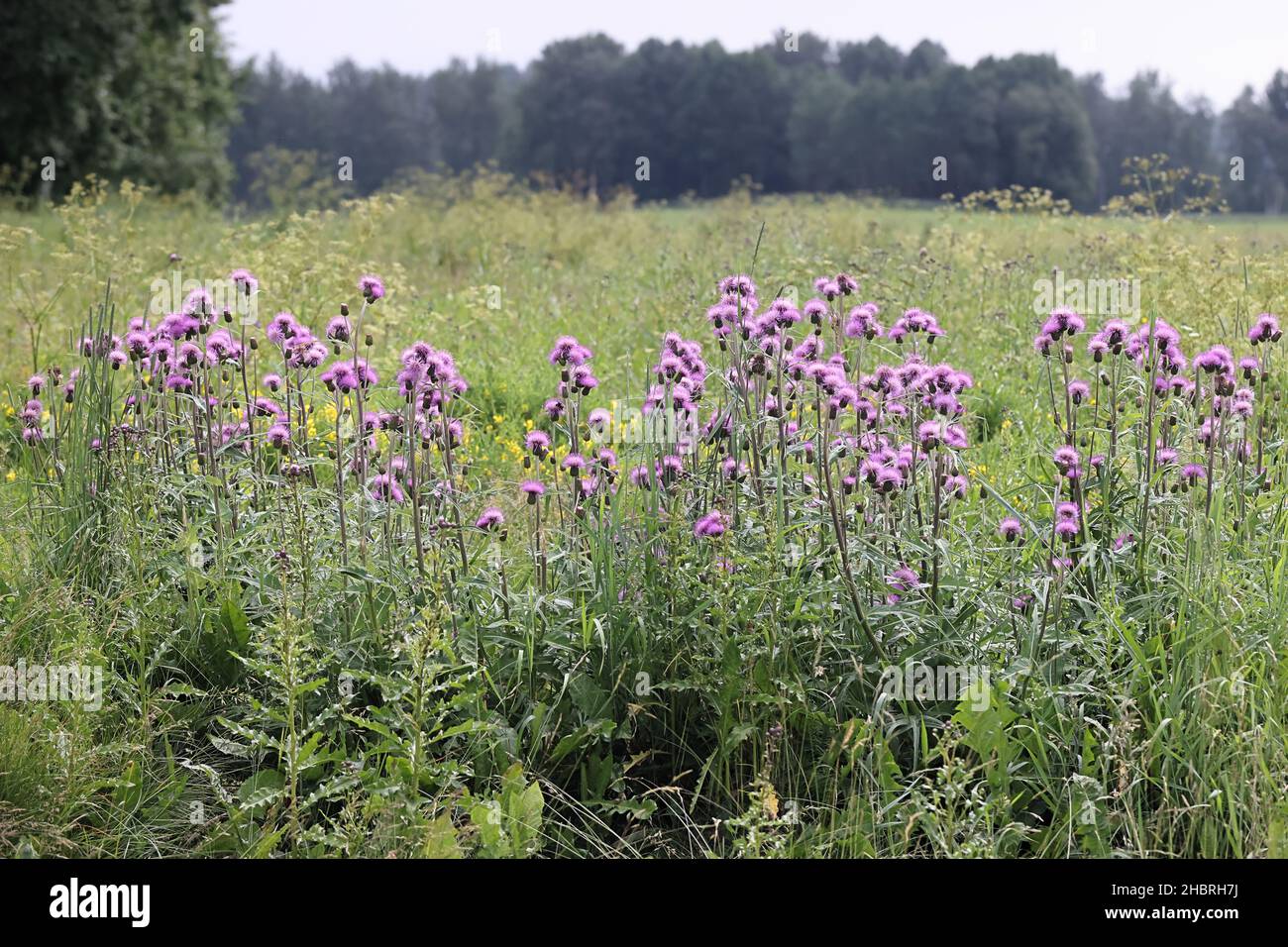 Cirsium heterophyllum, bekannt als Melancholie Distel, wild wachsenden in Finnland Stockfoto