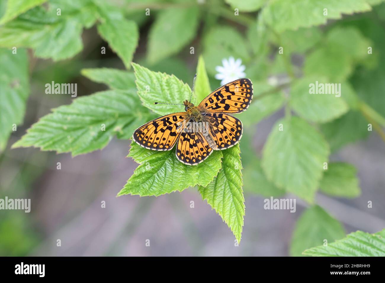 Boloria Selene, bekannt als die kleine Perle - grenzt fritillary oder Silber - fritillary begrenzt Stockfoto