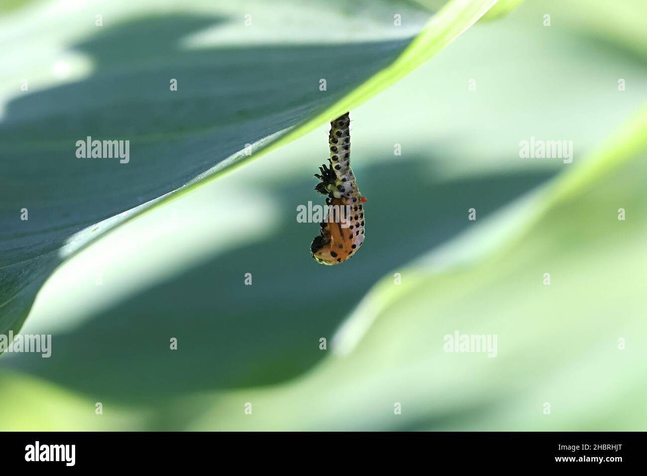 Chrysomela populi, bekannt als Pappelblattkäfer, verwandelt die Larve in einem Prozess, der als Puppe bezeichnet wird Stockfoto
