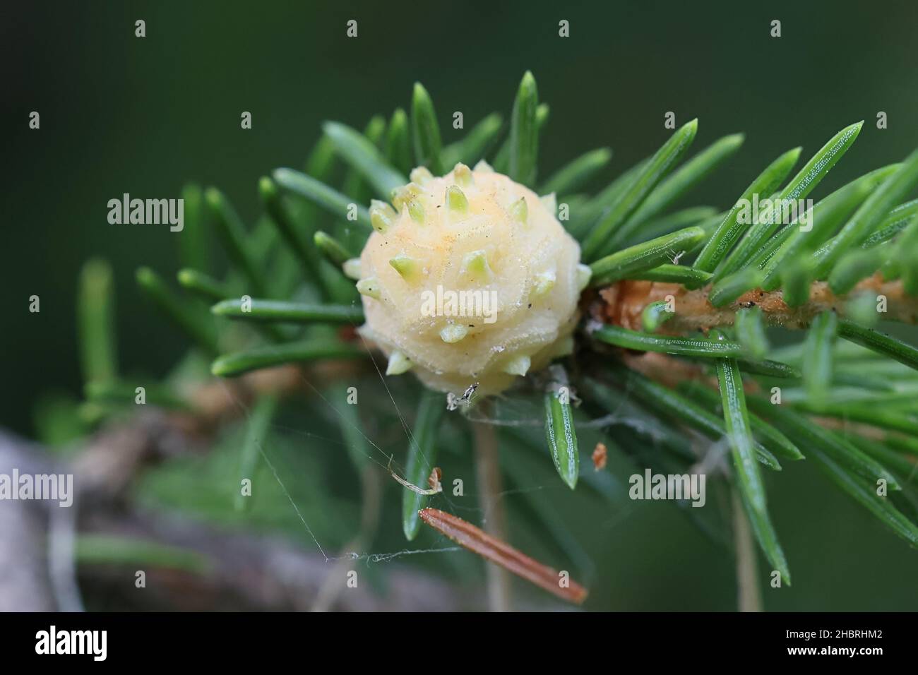 Adelges laricis, bekannt als blass Fichtengall adelgid, eine Pflanze, die auf der europäischen Fichte, Picea abies, Parasitengallen bildet Stockfoto