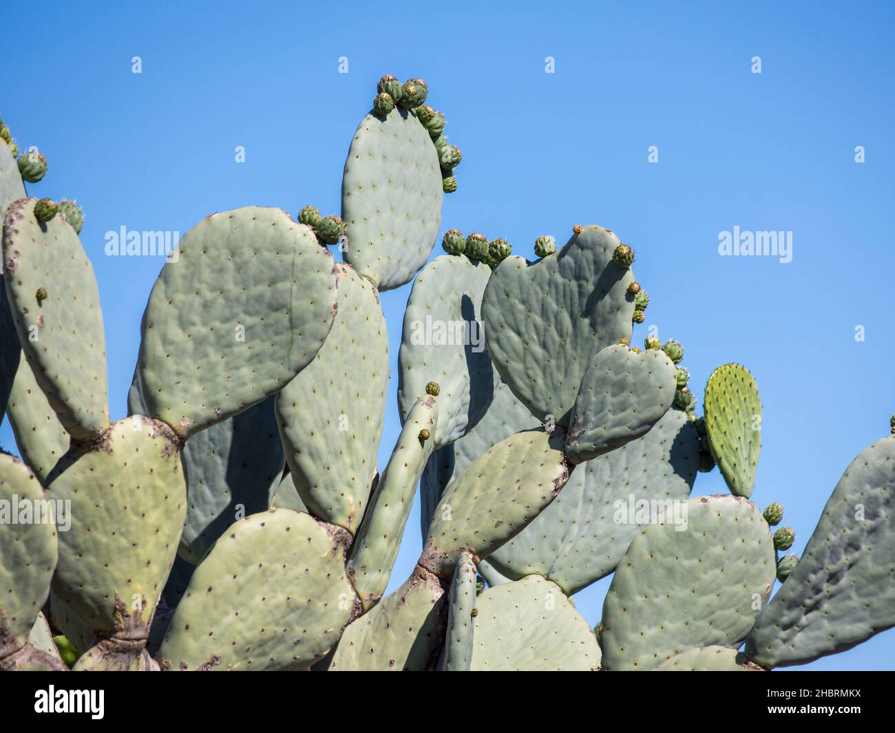 Kaktusblätter der Kaktusfeigen (Opuntia) wachsen mit sich entwickelnden Früchten Stockfoto