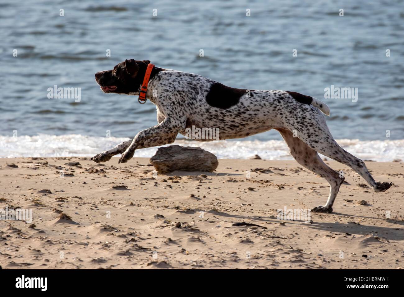 Running German Kurzhaarpointer beim Spielen am Ufer des Sees. Stockfoto