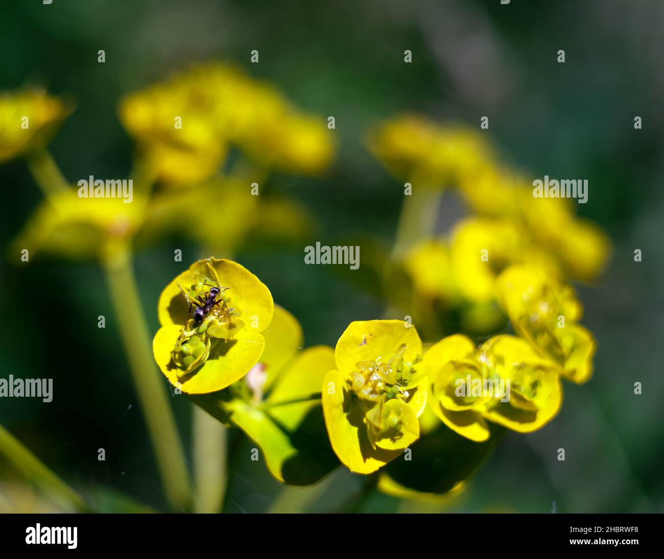 Eine schwarze Gartenamse auf einem Laubspurgen, die mit Spinnennetzfäden spielt Stockfoto