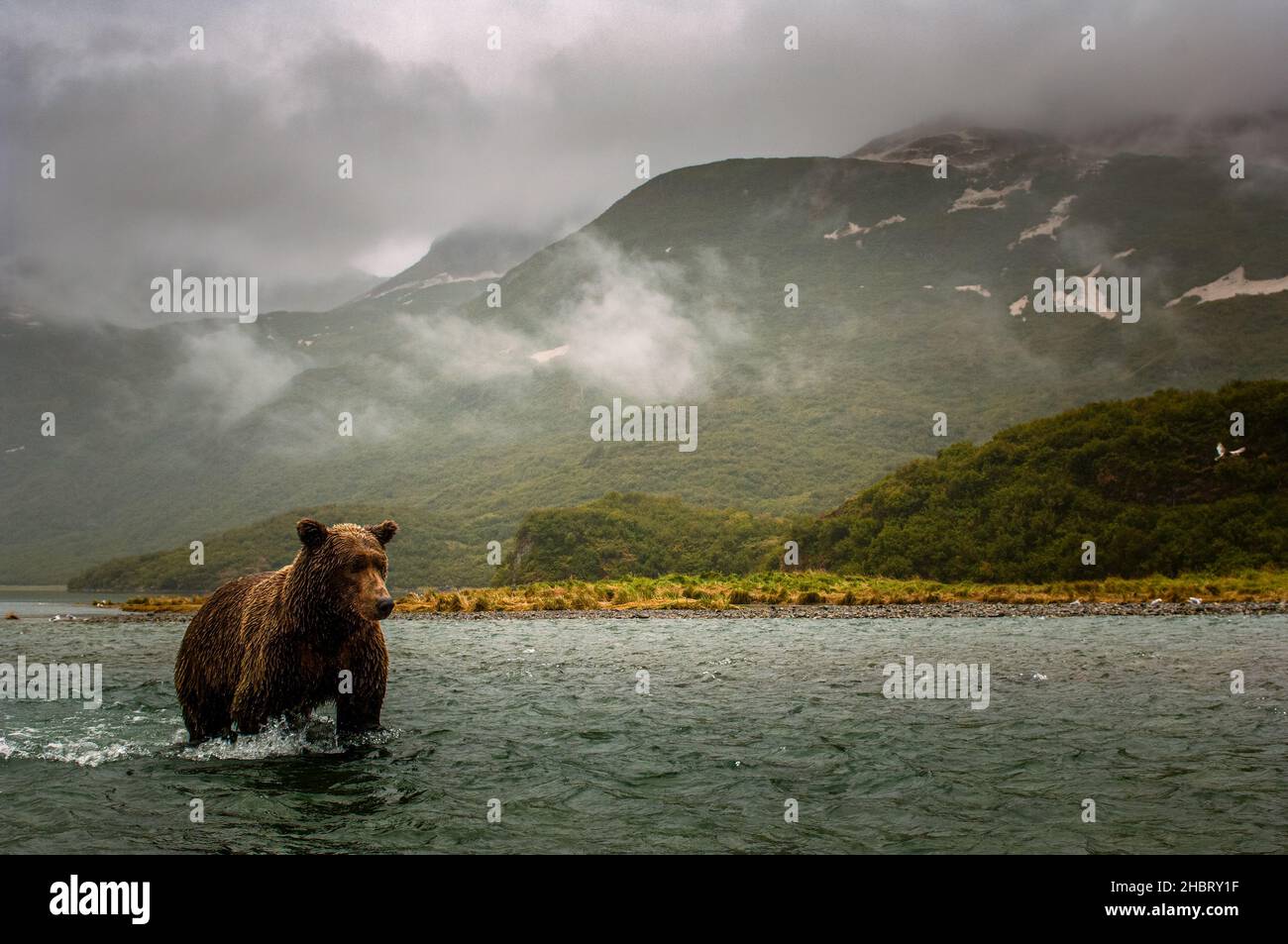 Filmische Ansicht eines Braunbären an der Küste, der im Fluss, im Geographic Harbour, im Katmai National Park, Alaska, wating Stockfoto