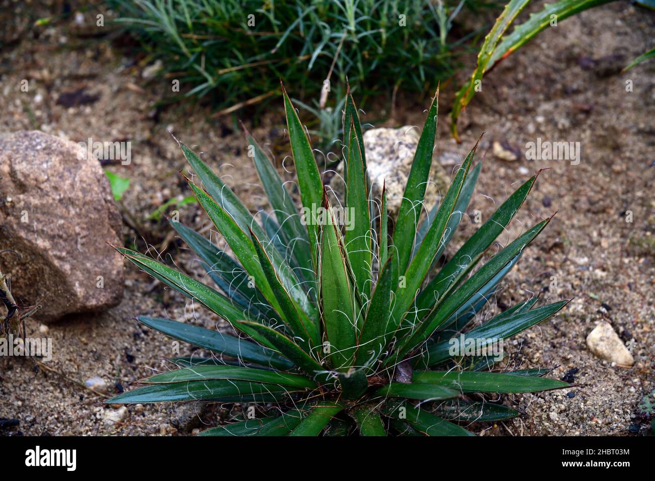 Agave filifera subsp schidigera, Fadenblatt-Agave, Agaven, Sukkulenten, Desert Accent Plant.Dürre tolerant, wasserweise Pflanze, Wüstenbepflanzung, Wüstengarde Stockfoto