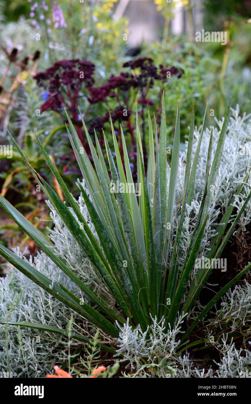 Agave filifera subsp schidigera, Fadenblatt-Agave, Agaven, Sukkulenten, Desert Accent Plant.Dürre tolerant, wasserweise Pflanze, Wüstenbepflanzung, Wüstengarde Stockfoto