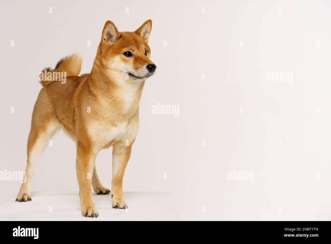 Reinrassige akita inu Welpen posiert auf hellem Hintergrund. Shiba inu ist ein rothaariger japanischer Hund. Glückliches Haustier. Stockfoto