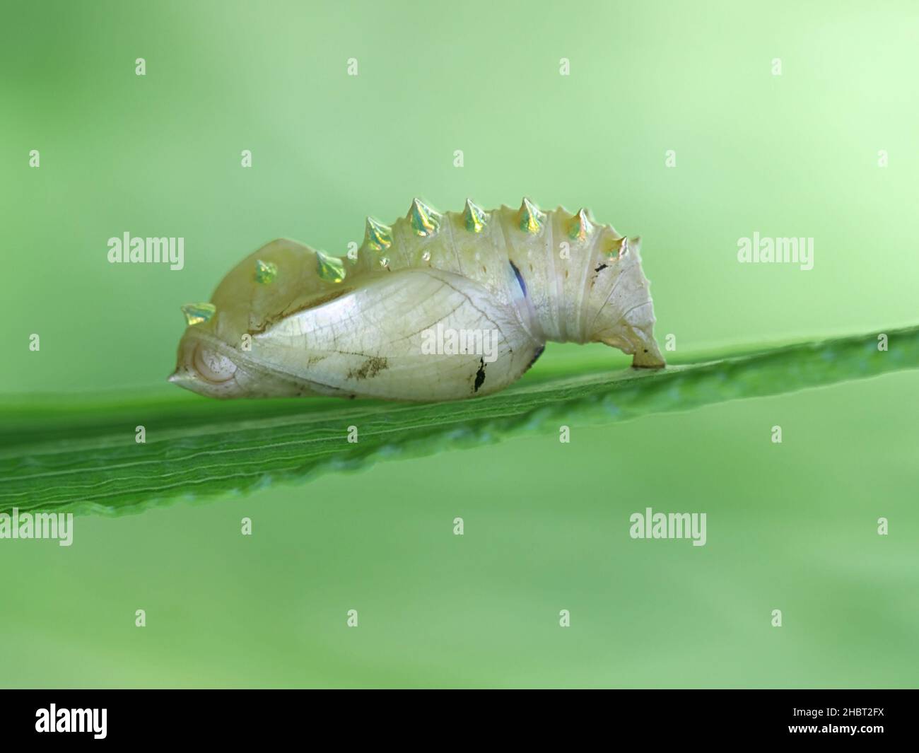 Puppe, auch Chrysalis genannt, von bürstenfüßigen Schmetterlingen. Stockfoto