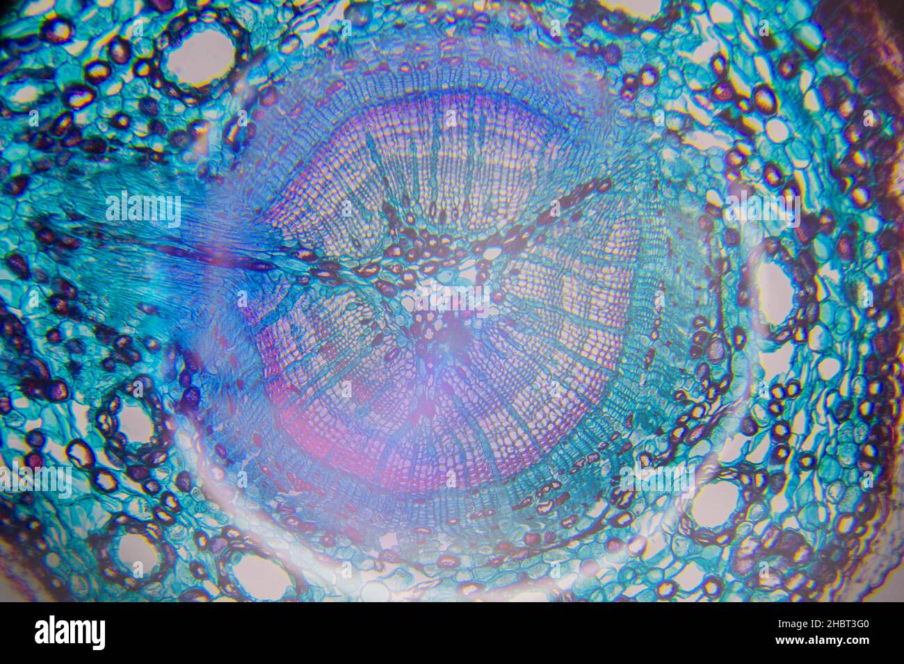 Mikroskopie einer Baumzelle Stockfoto
