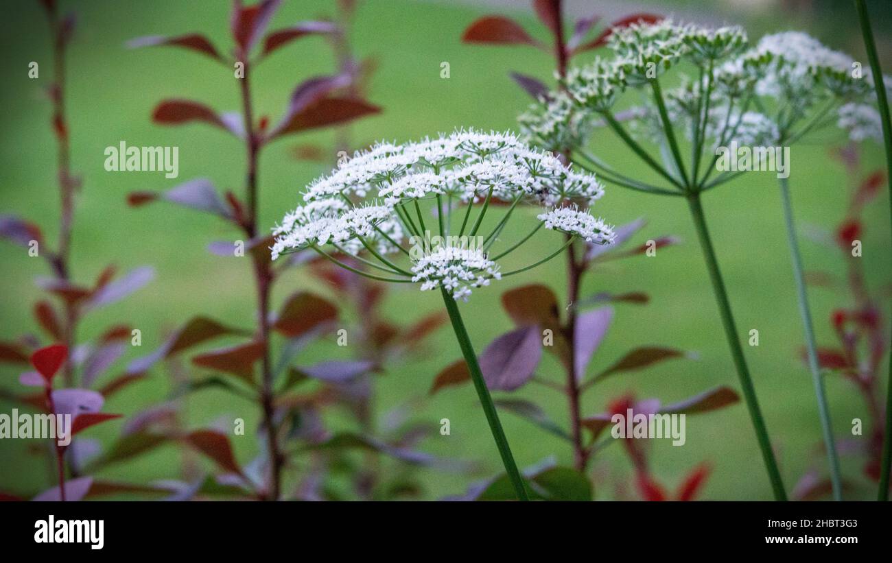 Weiße Schafgarbe mit roten Blättern Stockfoto