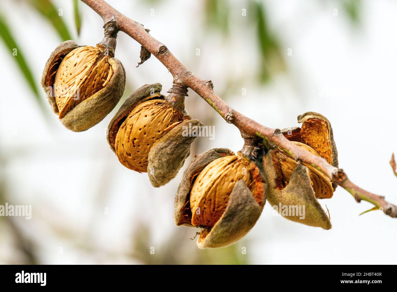 Mandeln wachsen auf Mandelbäumen Prunus dulcis in der spanischen Landschaft in der Nähe von Valencia Stockfoto