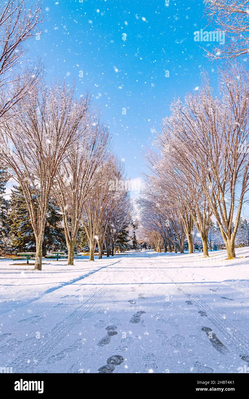 Schneefall in Einem Calgary Park Stockfoto