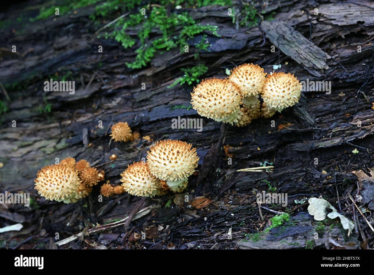 Shaggy Scalycap, Pholiota squarrosa, auch bekannt als Shaggy Pholiota, oder Scaly Pholiota, Wildpilz aus Finnland Stockfoto