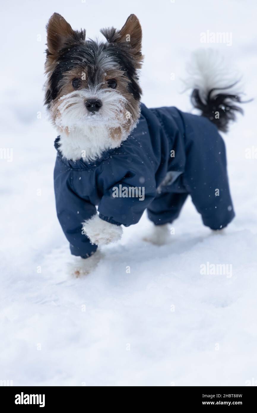 Beaver Terrier aus einer Yorkshire-Familie blickt aufmerksam auf den Betrachter und steht in einer Haltung, wobei er seine Pfote auf einem Winterspaziergang hebt Stockfoto