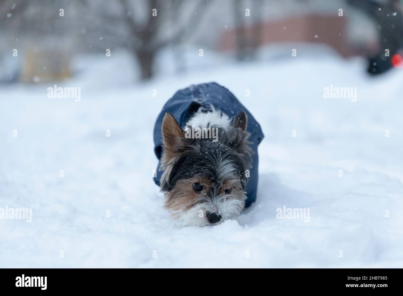 Schöne Winterszene mit biewer Terrier aus einer Familie von Yorkshire Terrier, die mit Schneeflocken bedeckt ist und nach vorne schnüffelt Stockfoto