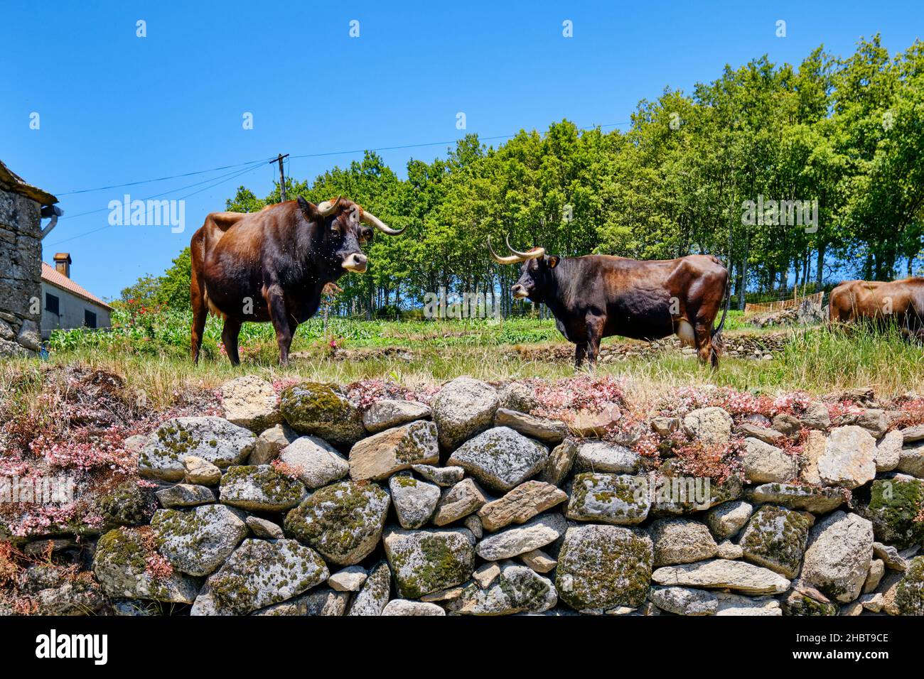 Die Maronesa-Kuh ist eine traditionelle portugiesische Bergviehrasse, die sich durch ihr Fleisch und ihre Zugkraft ausgezeichnet eignet. Lamas de Olo. Alvao Naturpark, Tras os Stockfoto