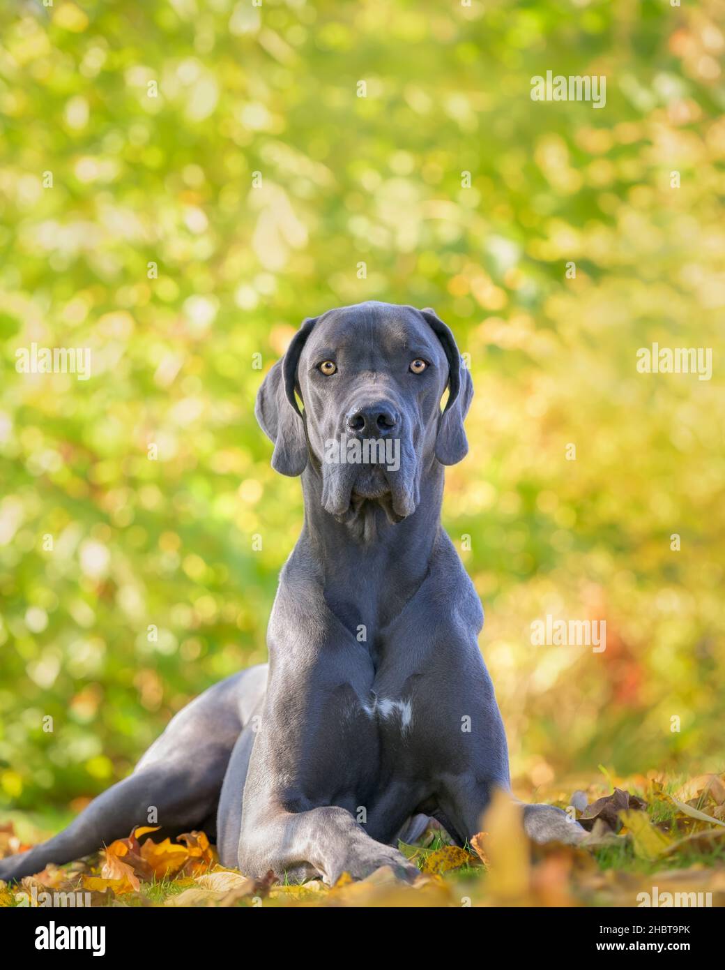 Blauer Dogge, eine der größten Hunderassen, männlich, posiert im Herbst aufmerksam auf einer Wiese mit buntem Hintergrund, Deutschland Stockfoto