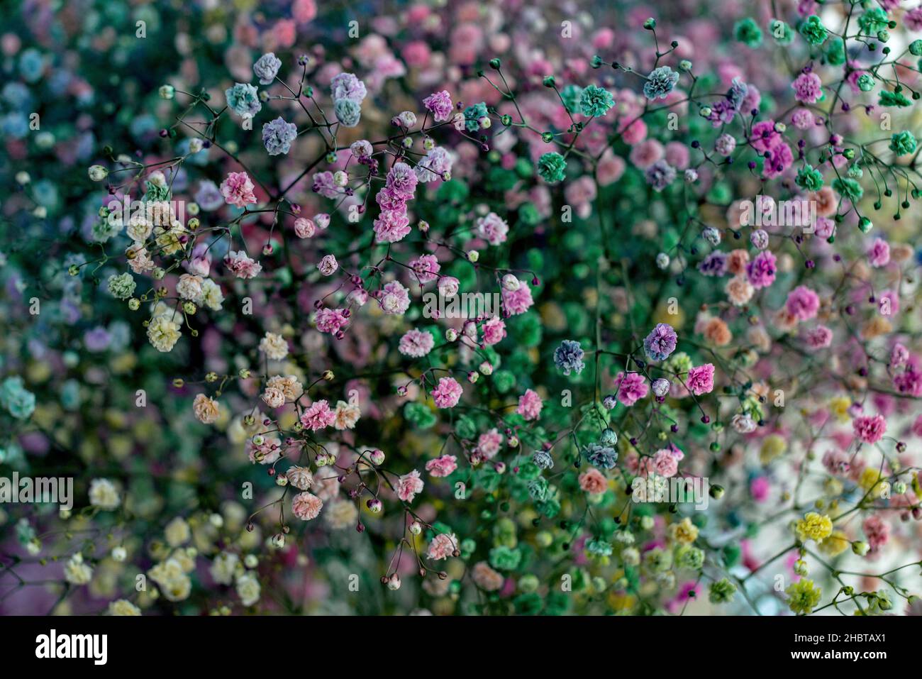 Farbenfrohe, bunte Zierpflanze aus schönen rosa, roten, blauen und grünen Gipsophila. Blühende Muster gruppieren sich an der Wand als Hintergrund. Schöne bunte Gipsophila Blüten aus der Nähe. Selektiver Fokus Stockfoto
