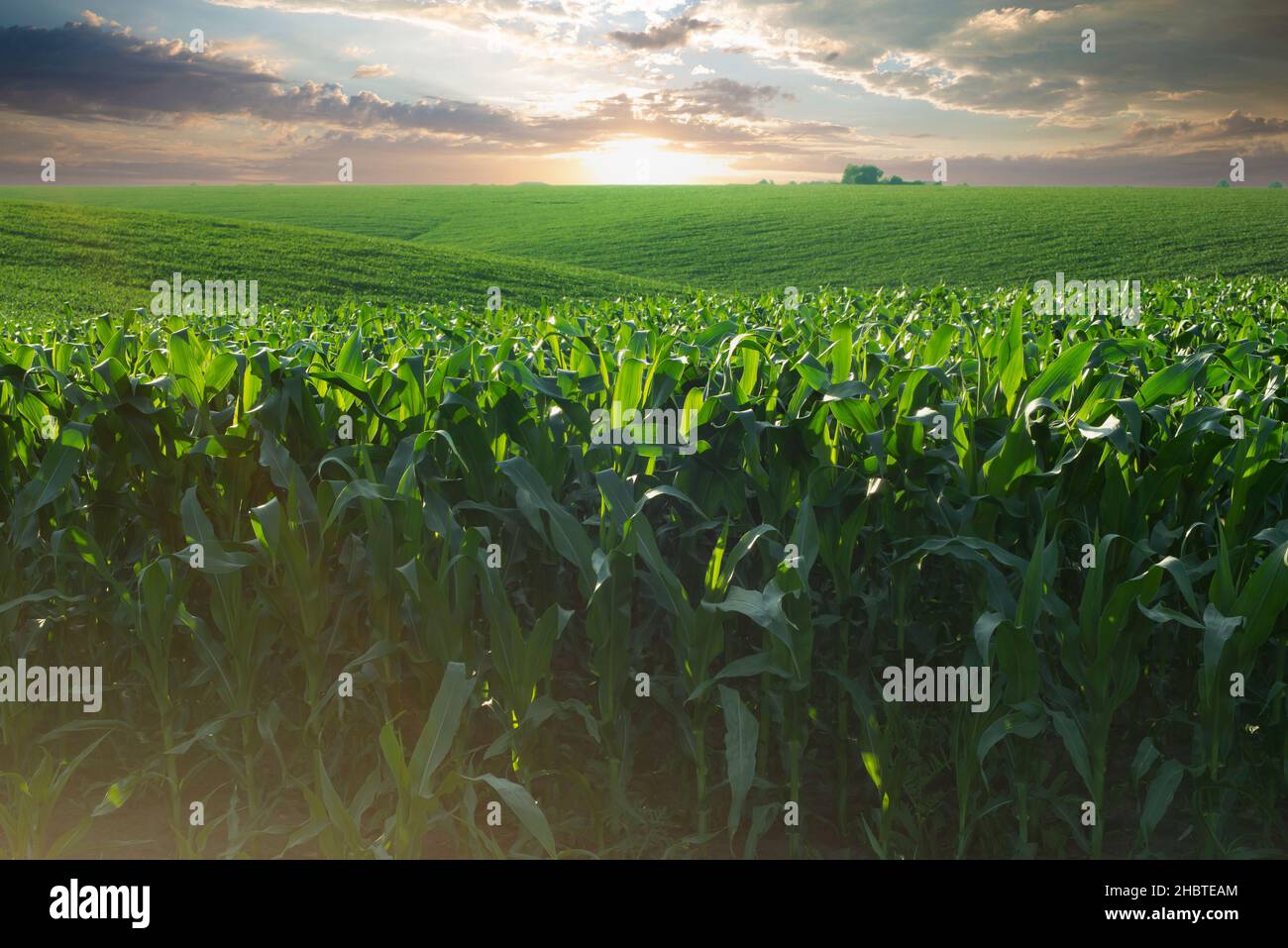 Grünes Feld junger Maisstiele unter blauem Himmel in der Ukraine Stockfoto