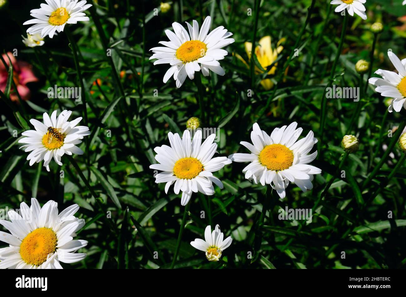 Weiße Gartenkamille an einem hellen sonnigen Tag. Stockfoto