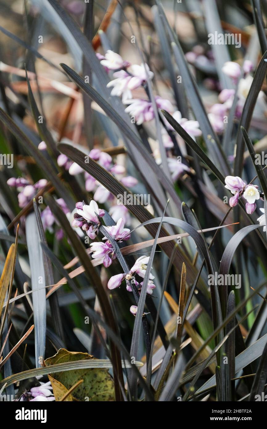 Ophiopogon planiscapus 'Kokuryu', schwarzes Mondogras, Ophiopogon planiscapus 'Nigra', Ophiopogon 'Black Dragon', Ophiopogon planiscapus 'Black Dragon' Stockfoto