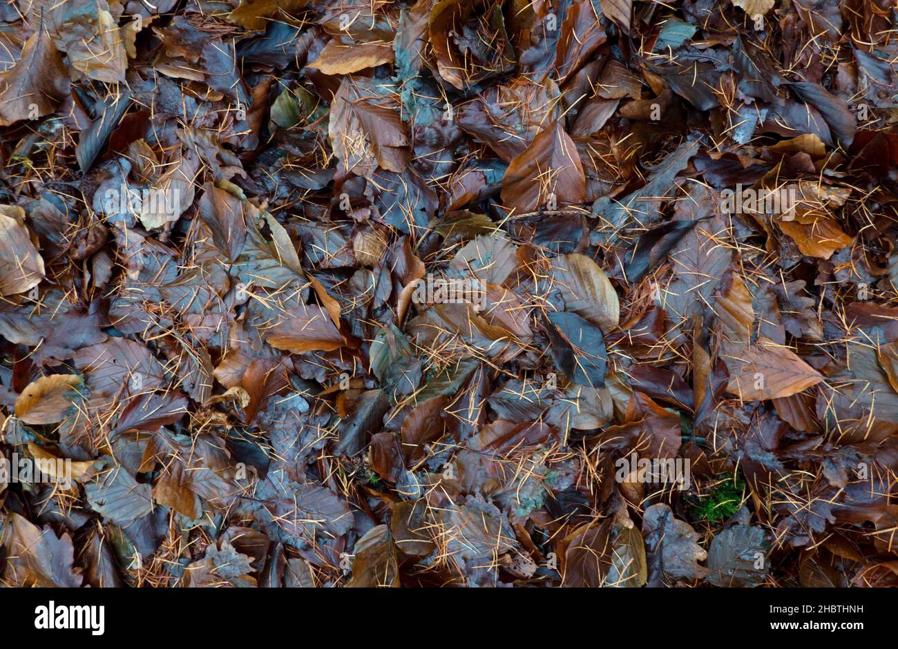 Hintergrund feuchter, verfaulender, heruntergefallener brauner Blätter im Herbst oder Herbst, von oben betrachtet Stockfoto