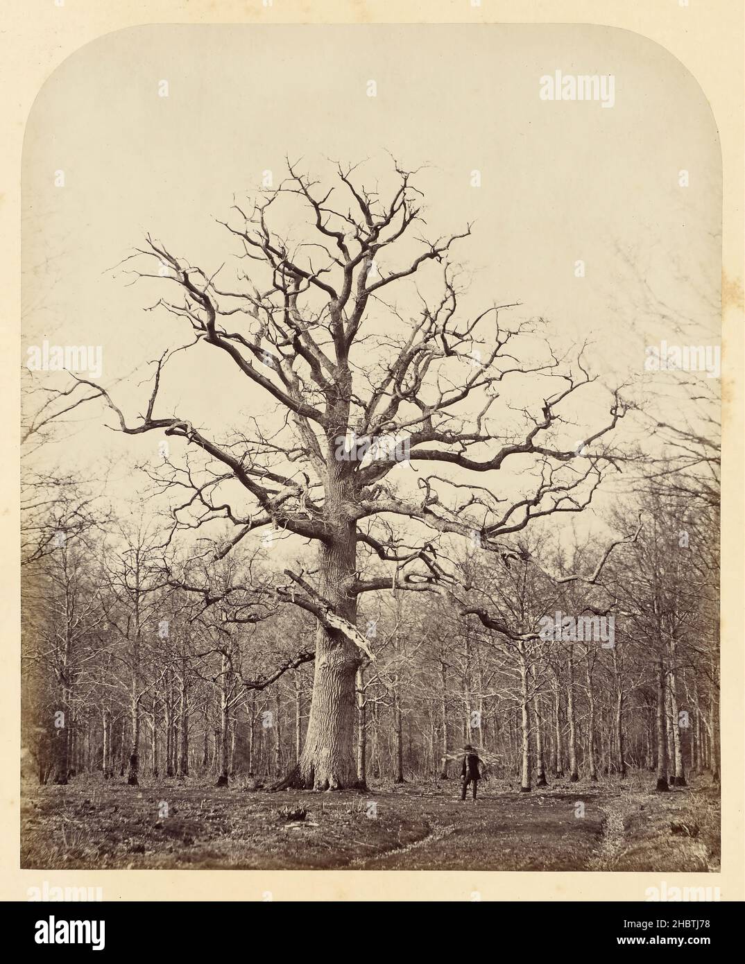 James Sinclair, 14. earl of Caithness (britisch - Queen Anne's Oak Stockfoto