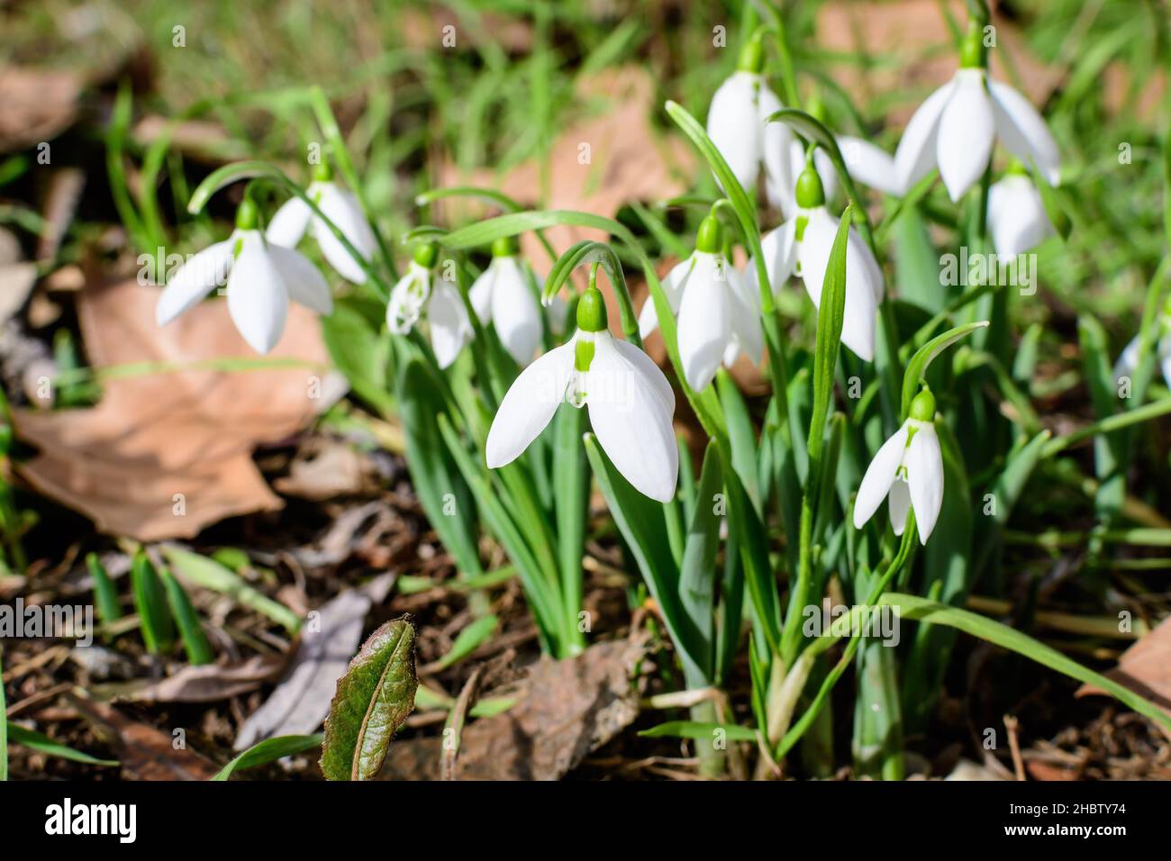 Kleine und zarte weiße Schneeglötfrühlingsblumen in voller Blüte im Wald an einem sonnigen Frühlingstag, verschwommener Hintergrund mit Platz für Text, Draufsicht oder fl Stockfoto