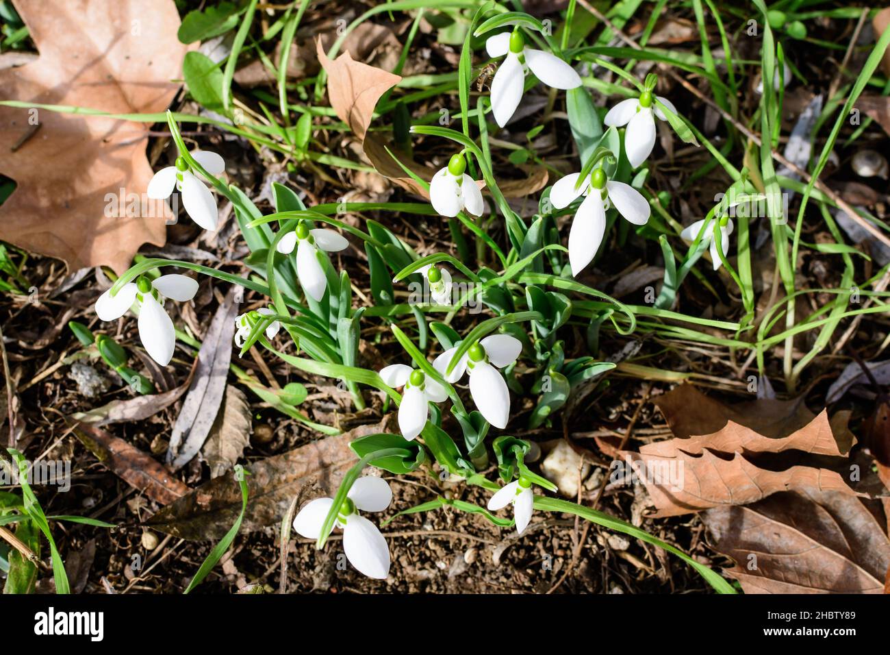 Kleine und zarte weiße Schneeglötfrühlingsblumen in voller Blüte im Wald an einem sonnigen Frühlingstag, verschwommener Hintergrund mit Platz für Text, Draufsicht oder fl Stockfoto