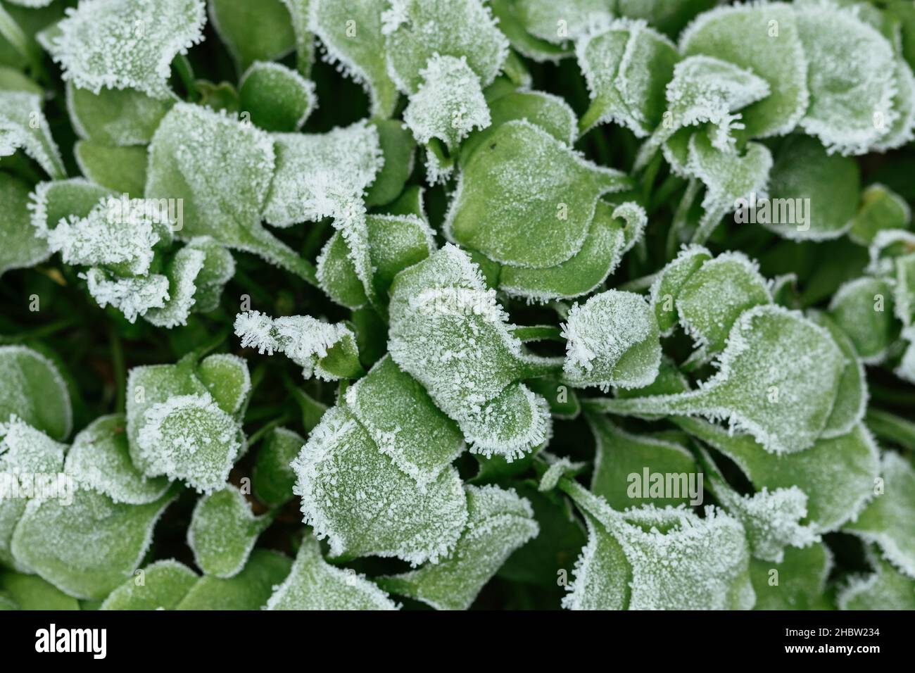 Winterpursloan (Claytonia perfoliata) mit Eiskristallen. Stockfoto