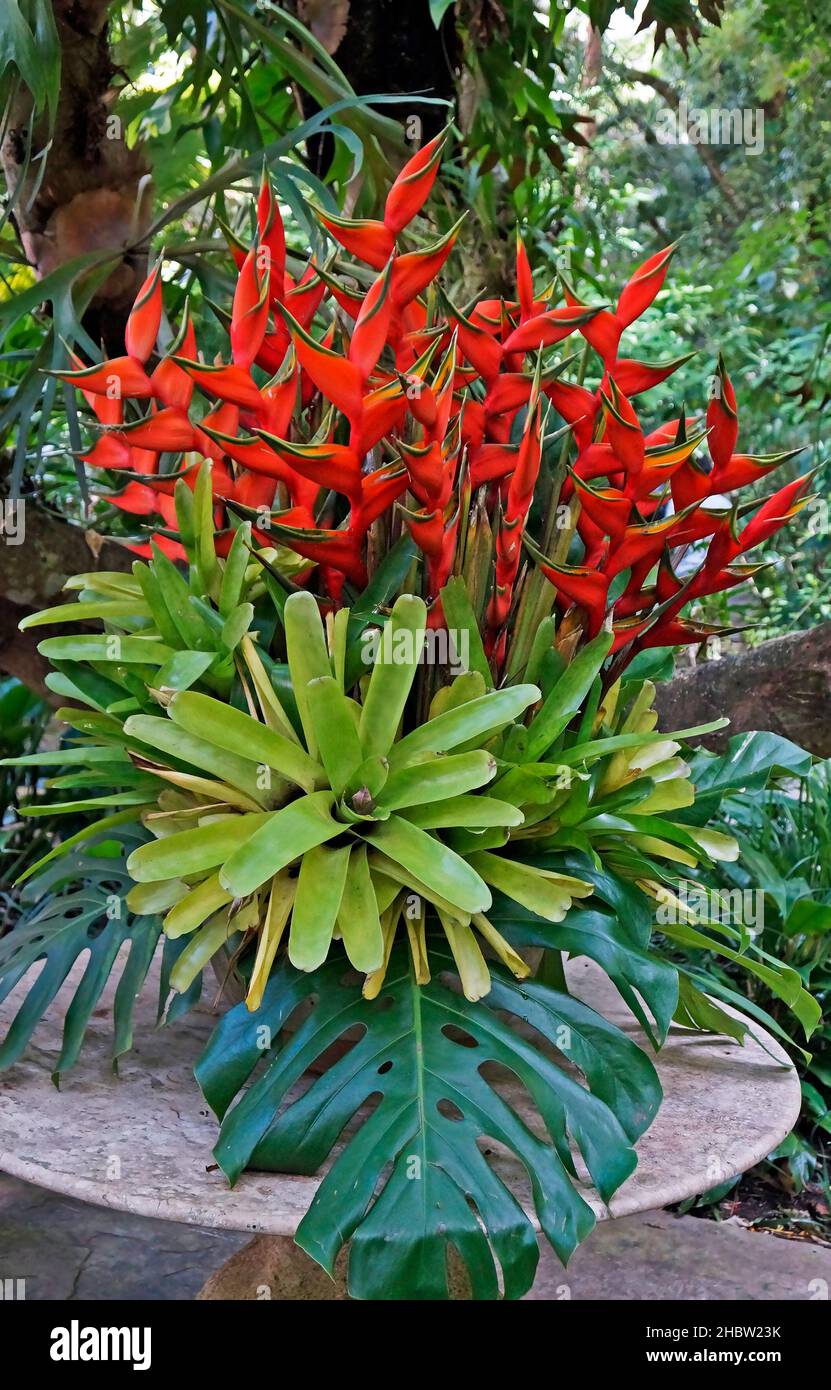 Heliconia blüht, Bromelien und Monstera-Blätter Stockfoto