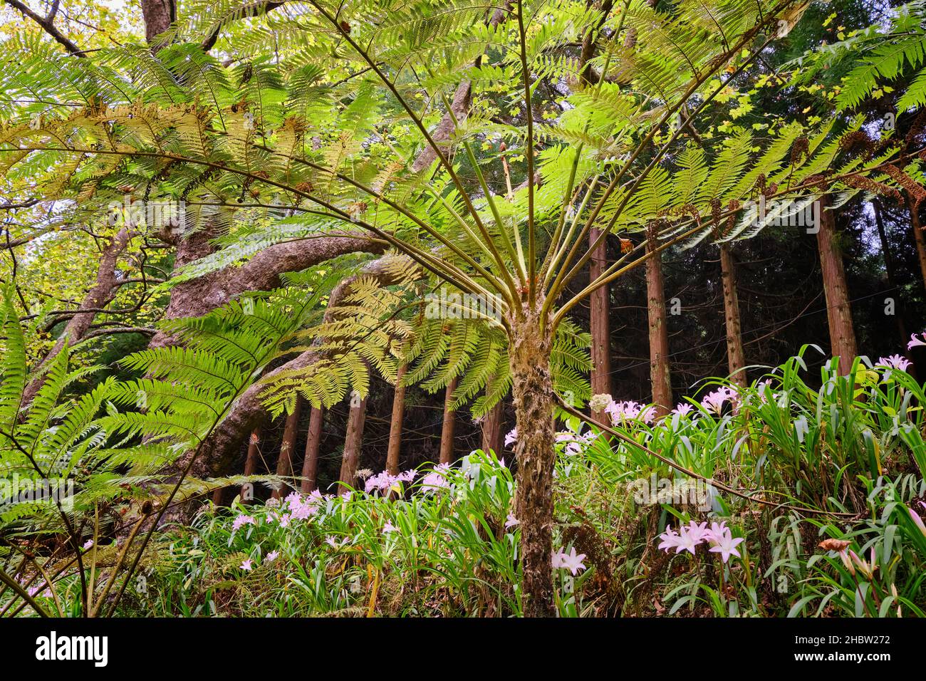 Lilien und Farne. Fontinhas Forest Park, Santa Maria. Azoren, Portugal Stockfoto