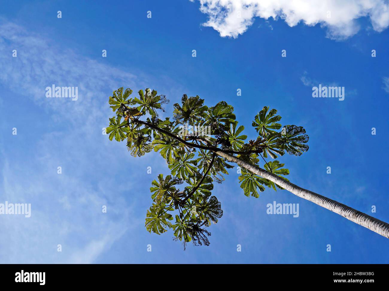 Cecropia Baum und blauer Himmel Stockfoto