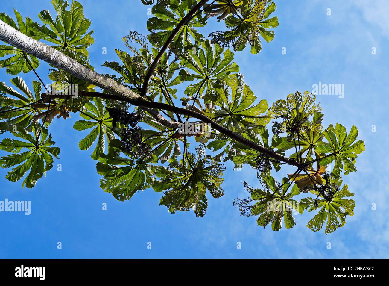 Cecropia Baum und blauer Himmel Stockfoto