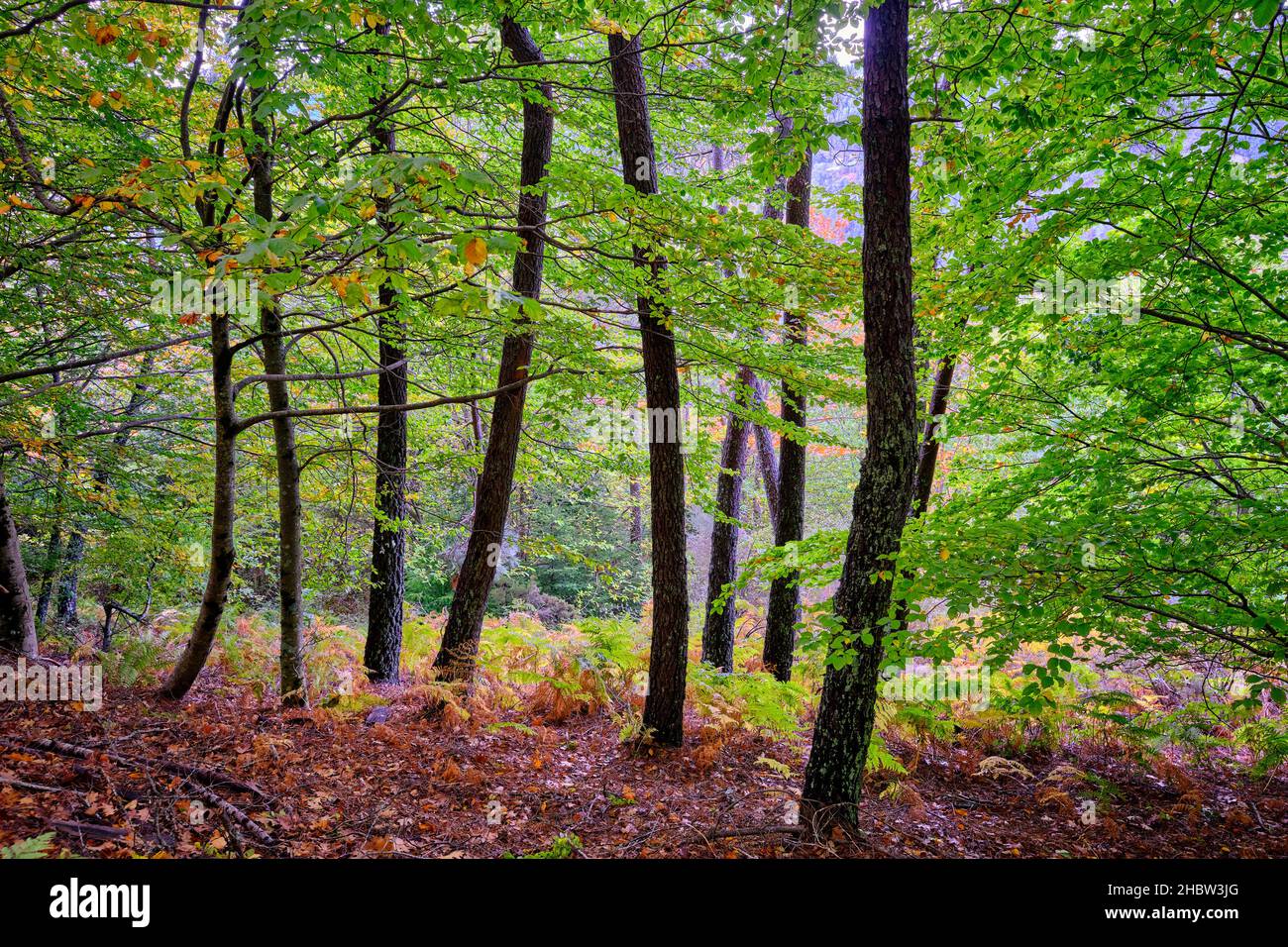 Buchenwald (Fagus sylvatica) von Sao Lourenco im Herbst. Manteigas, Naturpark Serra da Estrela. Portugal Stockfoto