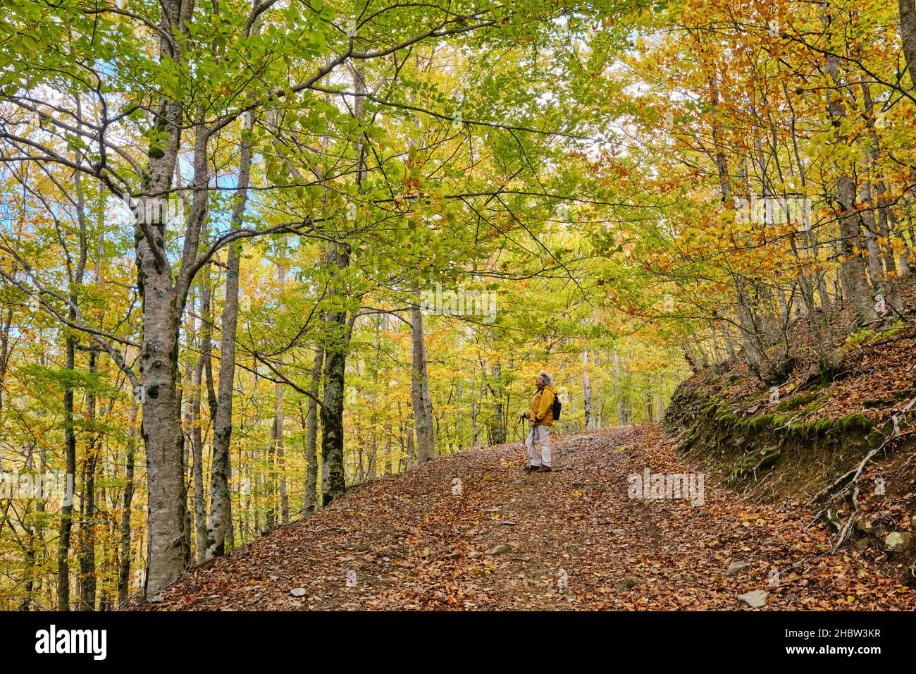 Buchenwald (Fagus sylvatica) von Sao Lourenco im Herbst. Manteigas, Naturpark Serra da Estrela. Portugal (MR) Stockfoto
