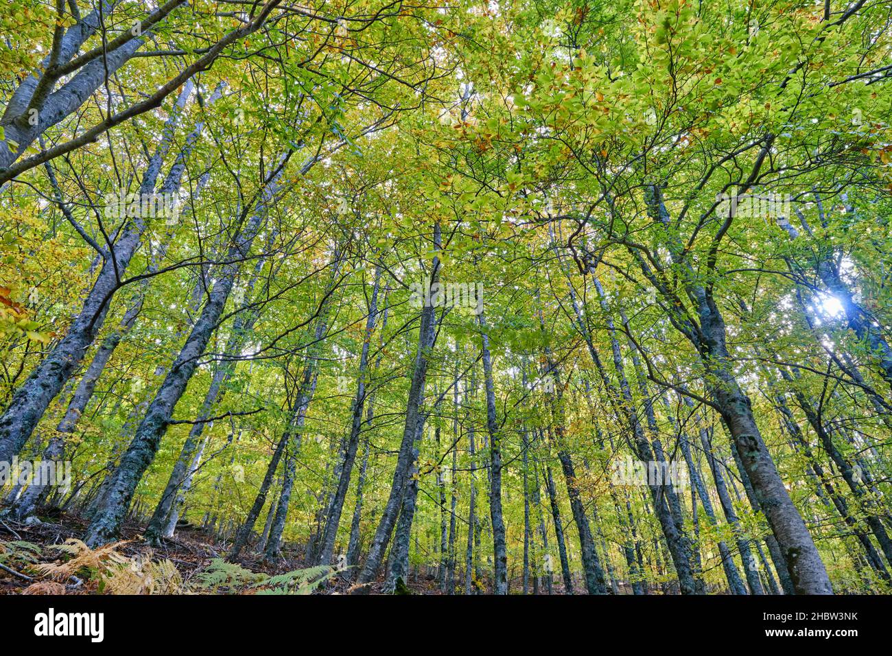 Buchenwald (Fagus sylvatica) von Sao Lourenco im Herbst. Manteigas, Naturpark Serra da Estrela. Portugal Stockfoto