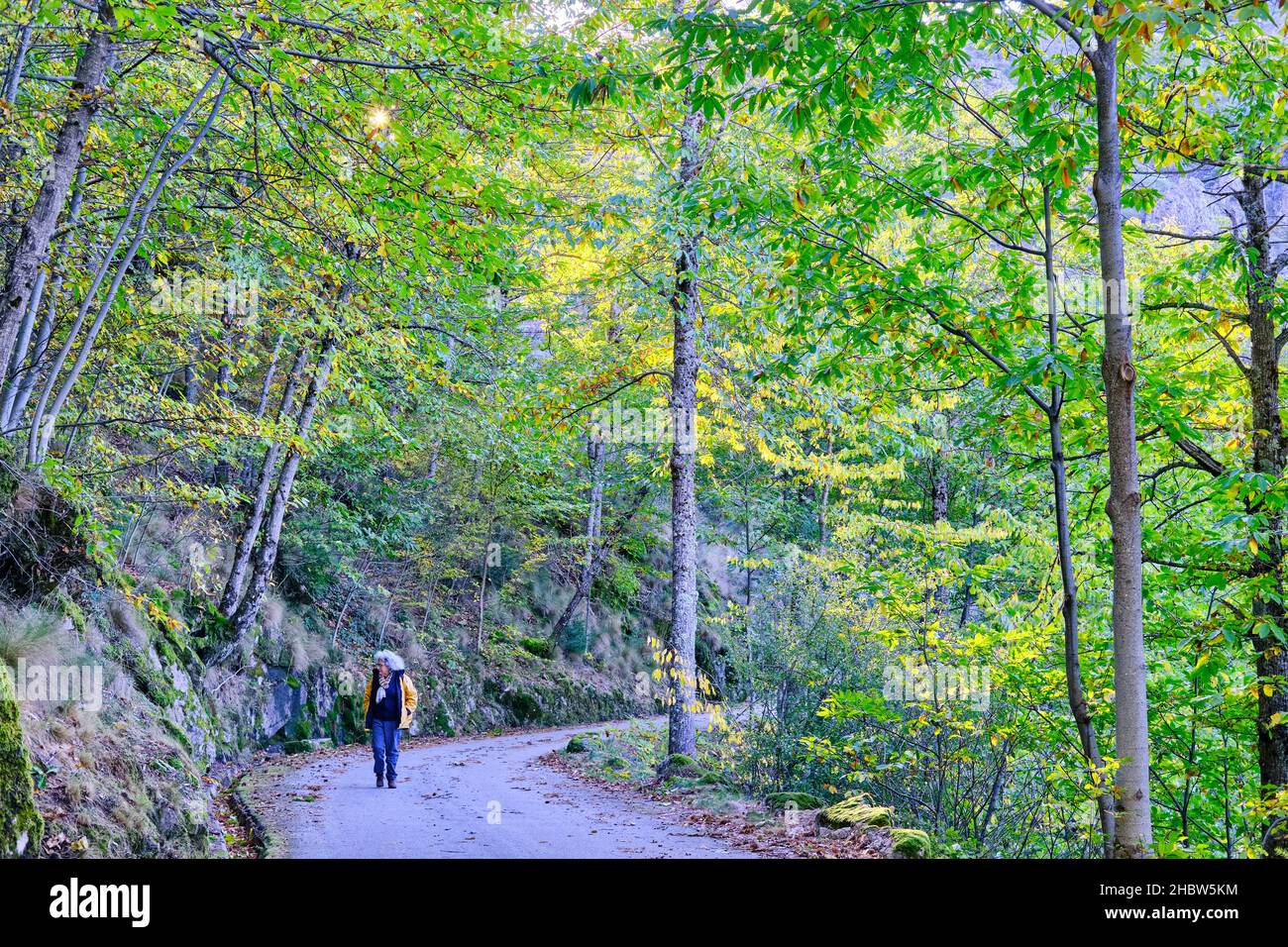 Buche im Wald im Herbst. Manteigas, Naturpark Serra da Estrela. Portugal Stockfoto