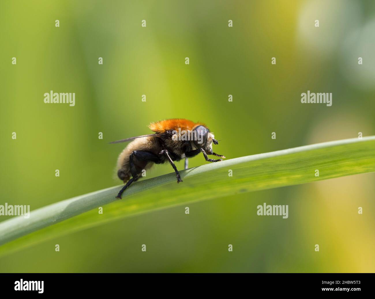 Narcissus Bulb Fly, Merodon equestris, Single adult ruht auf Pflanzenstamm, Worcestershire, Großbritannien. Stockfoto