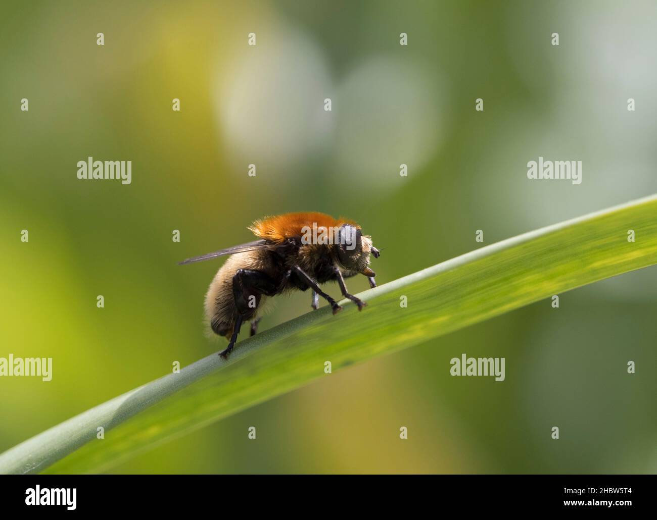 Narcissus Bulb Fly, Merodon equestris, Single adult ruht auf Pflanzenstamm, Worcestershire, Großbritannien. Stockfoto