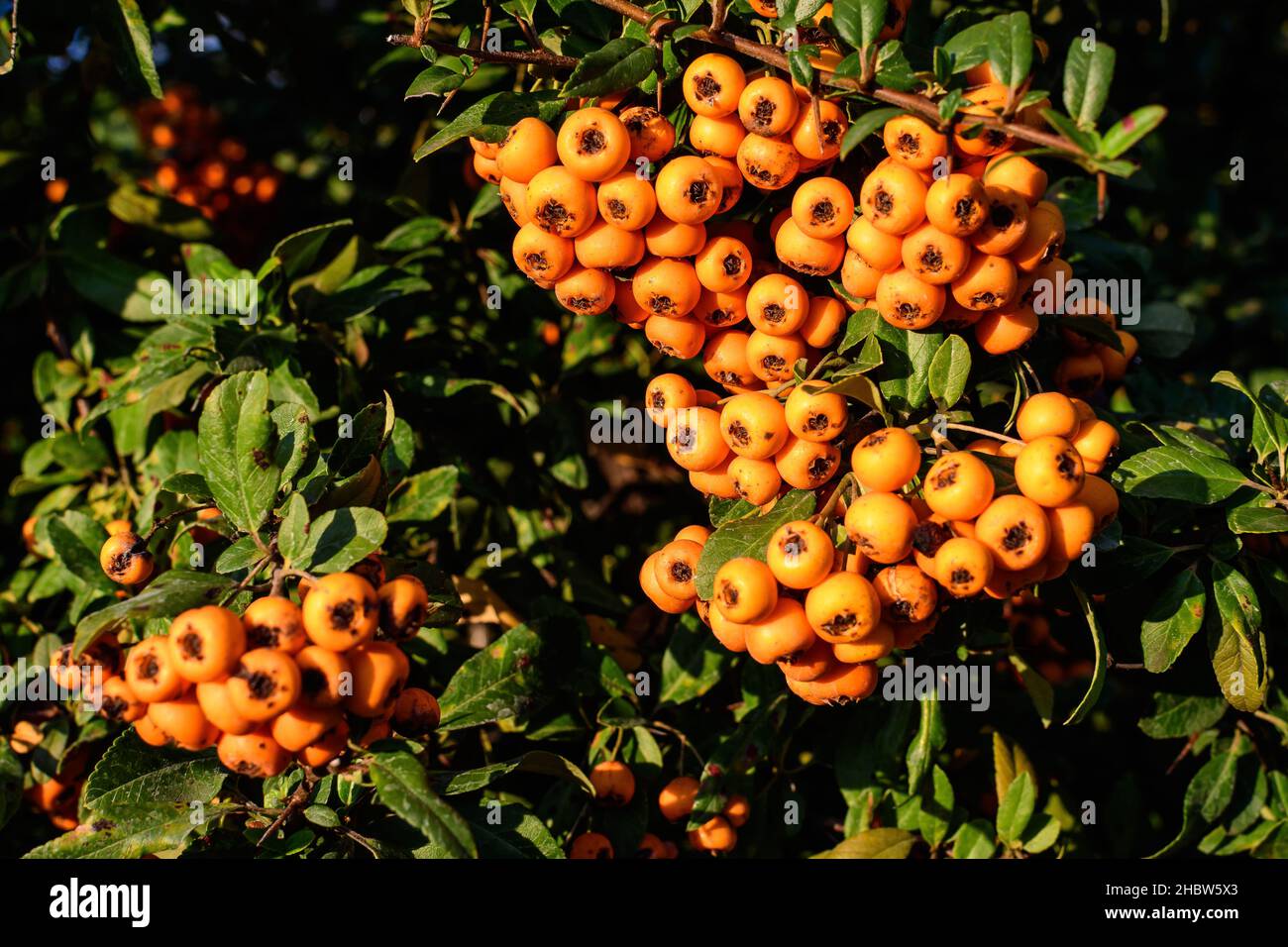 Kleine gelbe und orange Früchte oder Beeren der Pyramicantha Pflanze, auch  bekannt als firethorn in einem Garten an einem sonnigen Herbsttag, schöne  Outdoor-floralen Bac Stockfotografie - Alamy