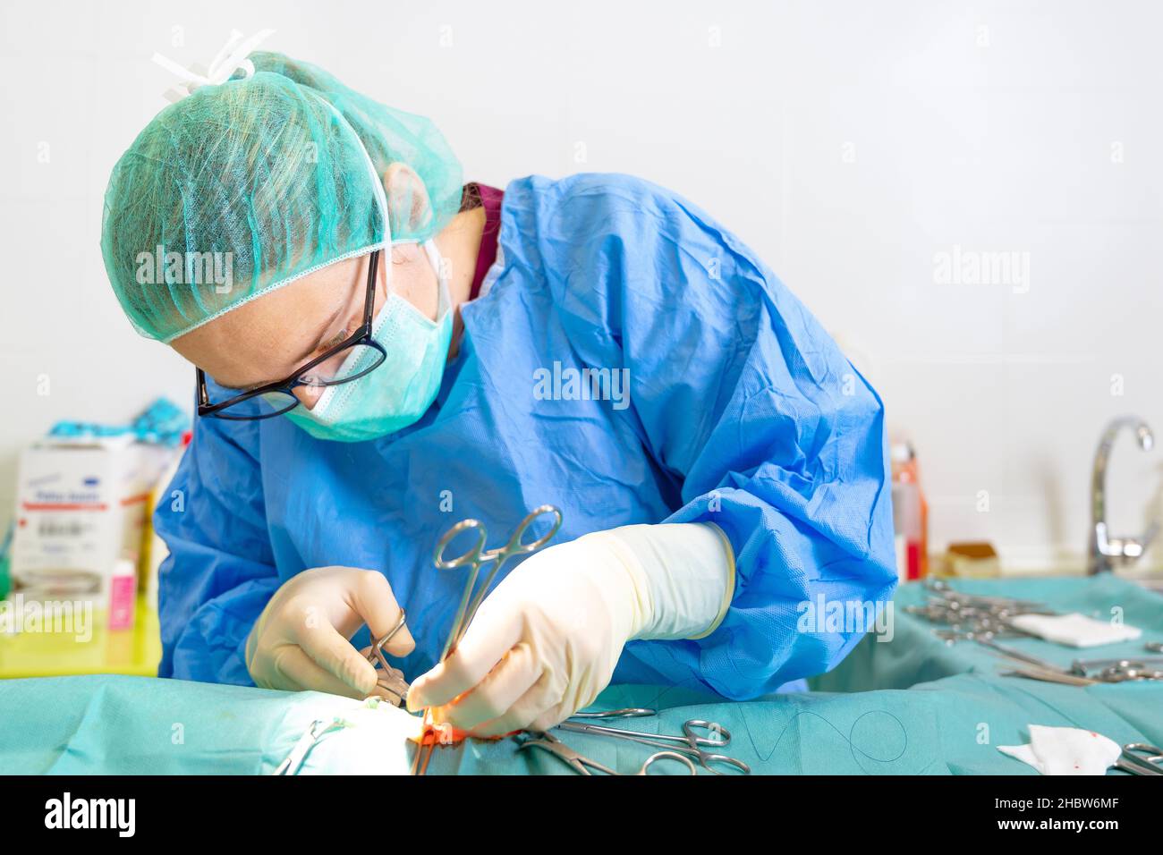 Weibliche Veterinärchirurgen, die im Operationssaal einer Tierklinik operiert. Tierarzt, der in der Klinik operiert. Medizin, Haustier, Tiere, Gesundheitsversorgung und Menschen Konzept. Hochwertige Fotografie Stockfoto